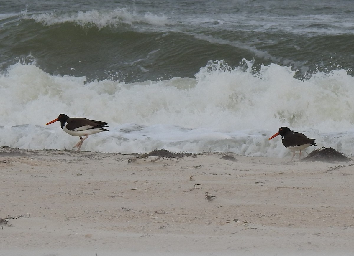 American Oystercatcher - ML556704611