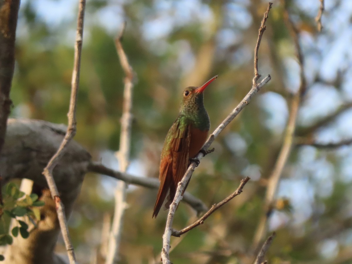 kolibřík yukatanský - ML556706031