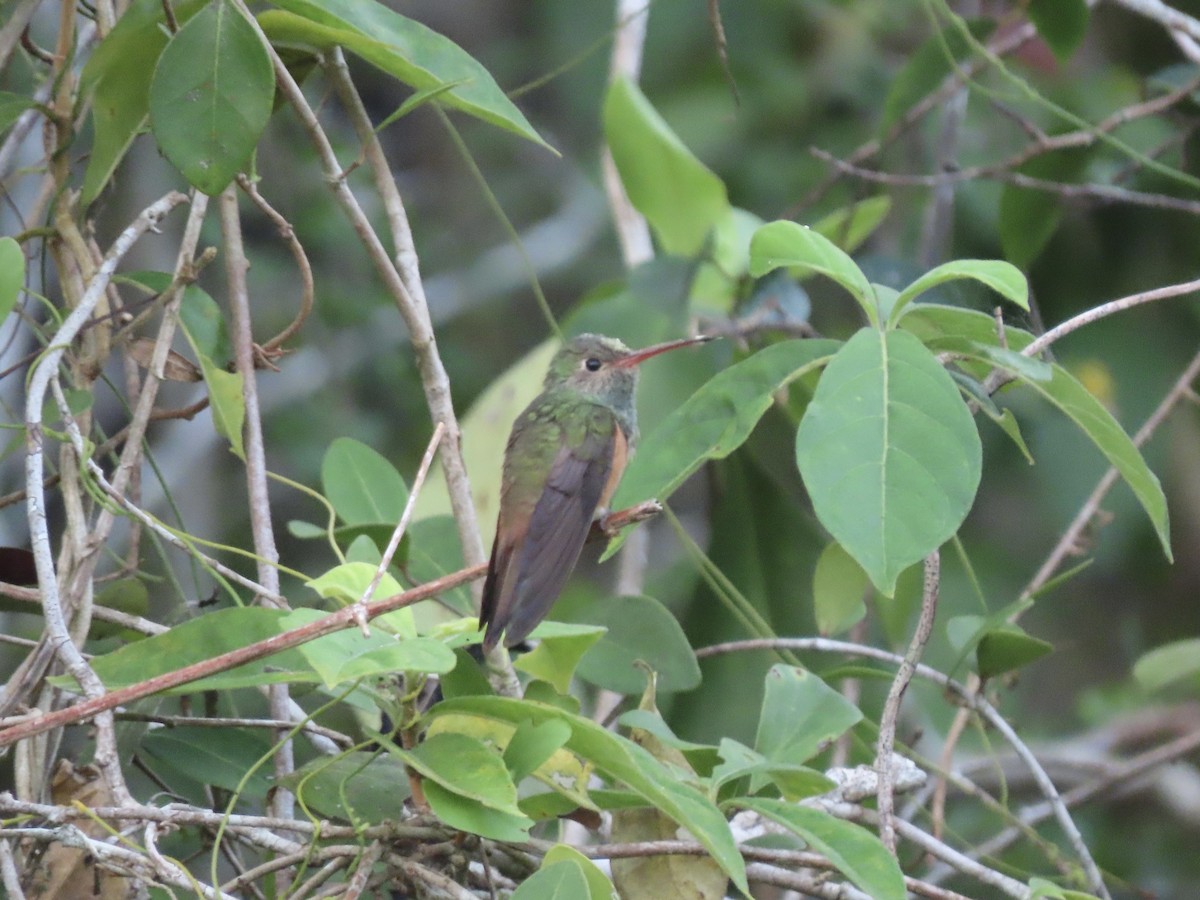 kolibřík yukatanský - ML556706041
