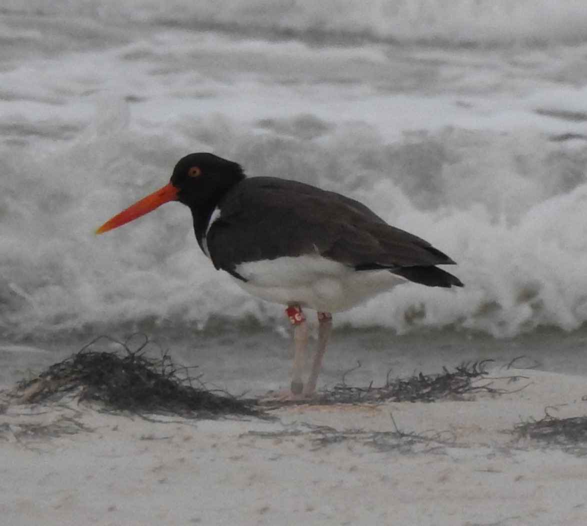 American Oystercatcher - ML556706261