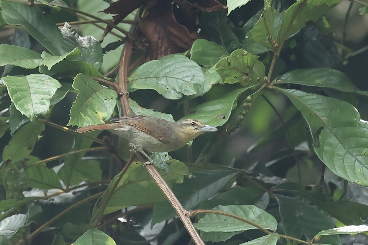 Russet Antshrike - ML556706821