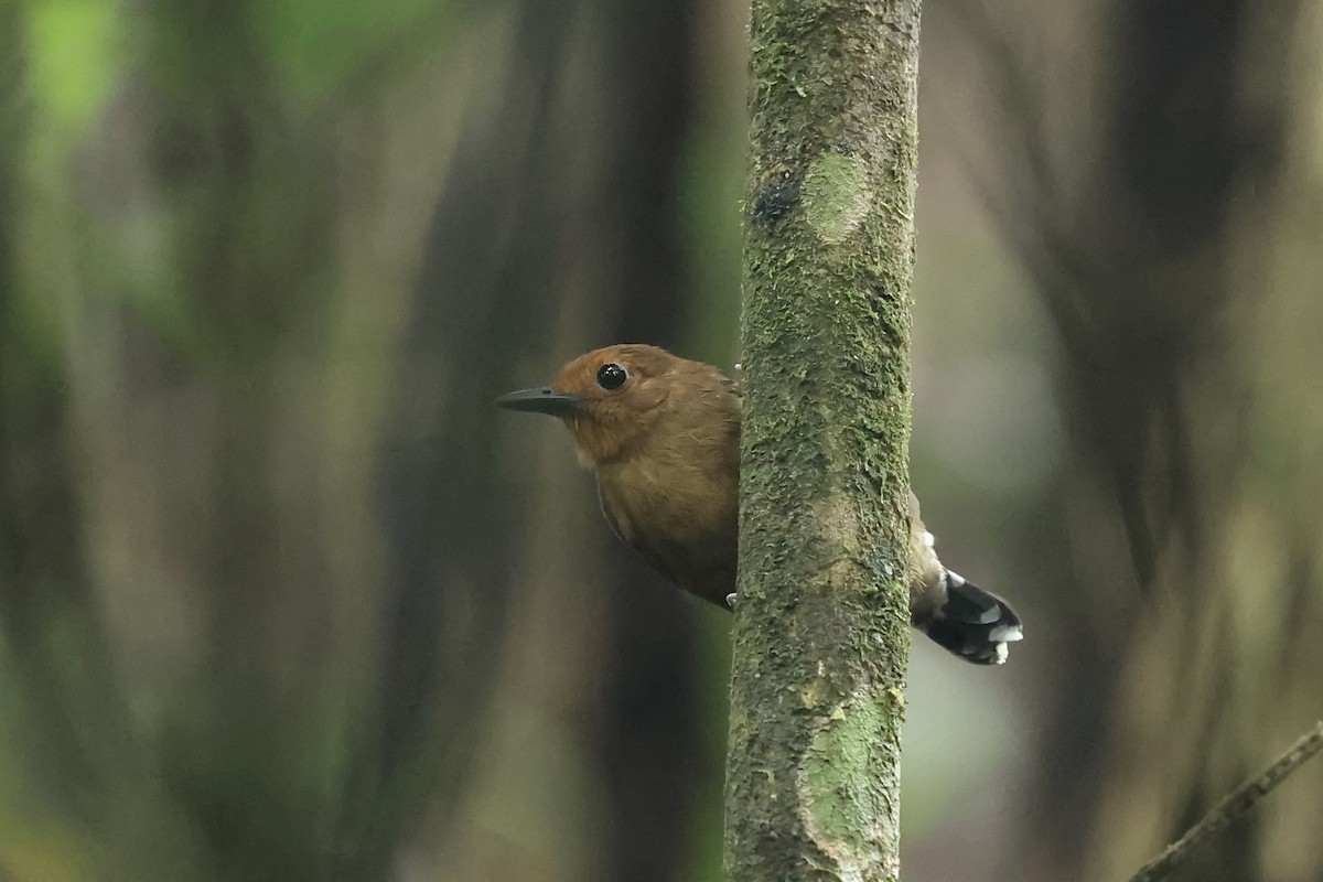 Common Scale-backed Antbird - ML556708631