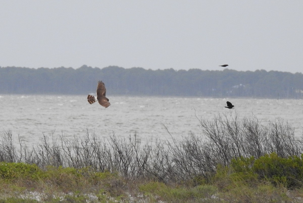 Northern Harrier - ML556708761