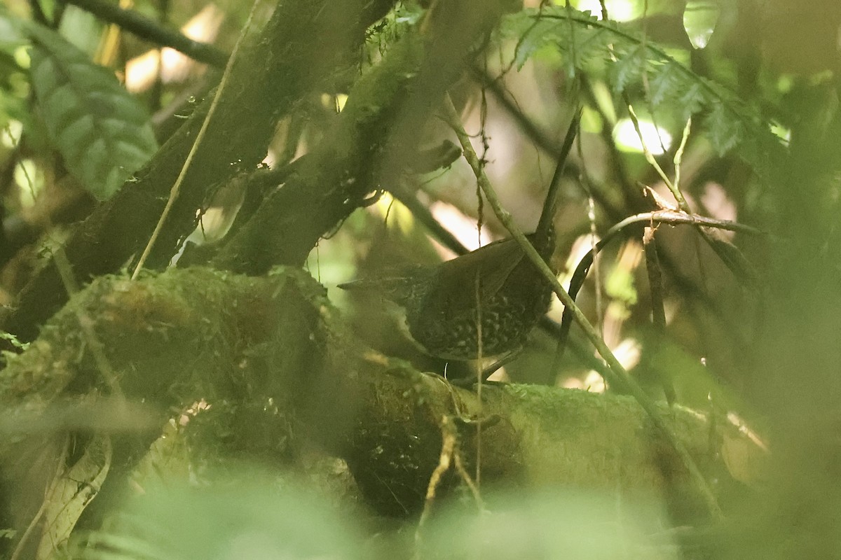 Tapaculo Amazónico - ML556708791