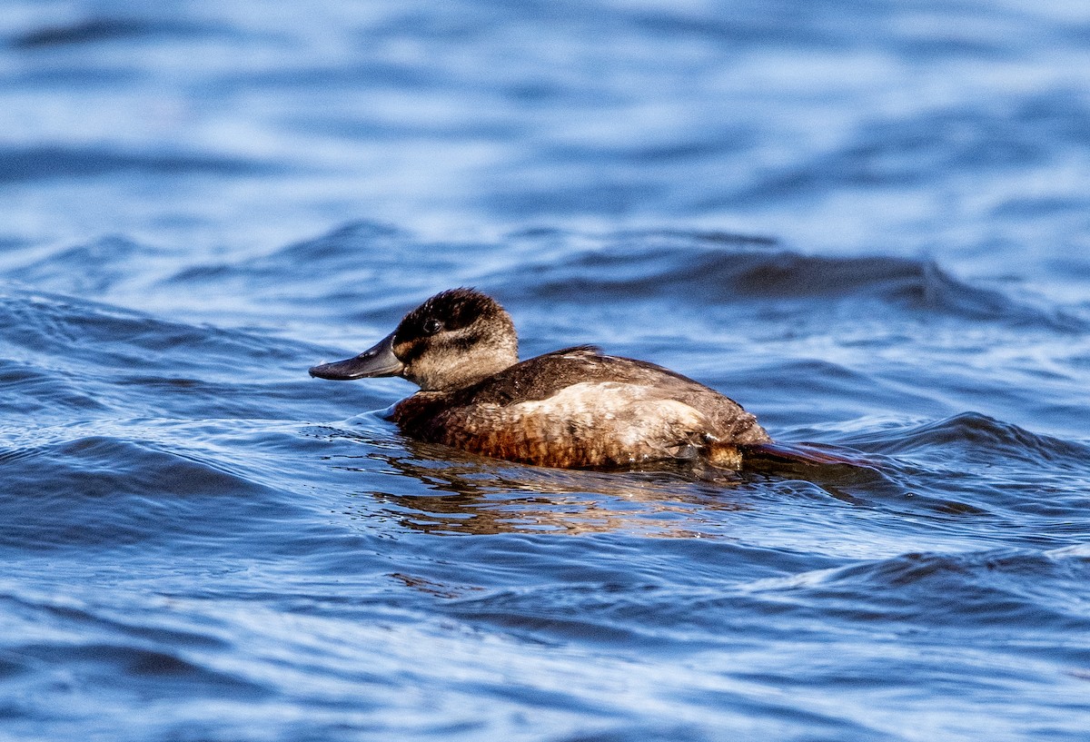 Ruddy Duck - ML556709231
