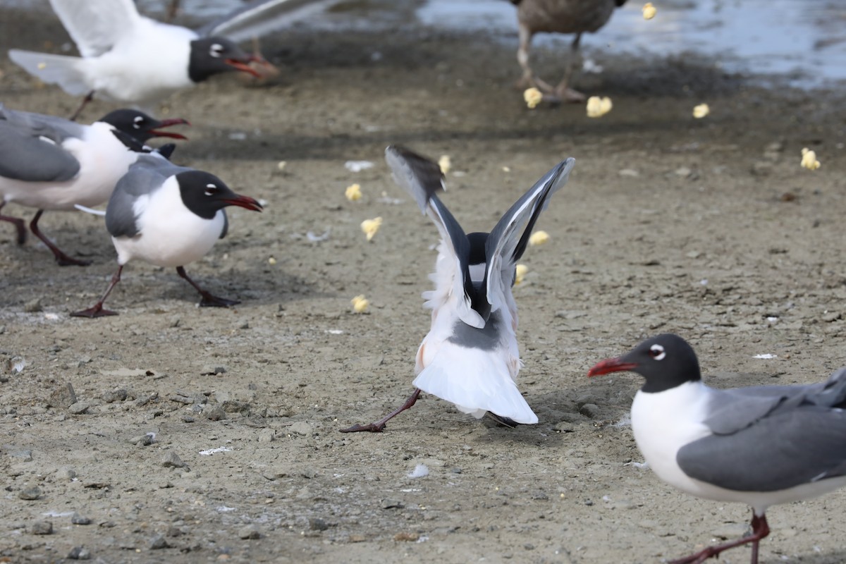 Laughing Gull - Dianna Lieter