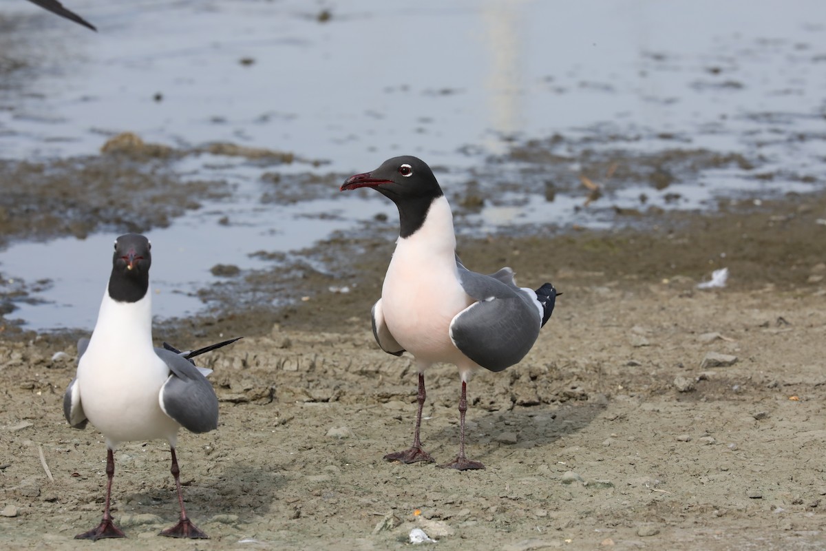 Laughing Gull - ML556709331