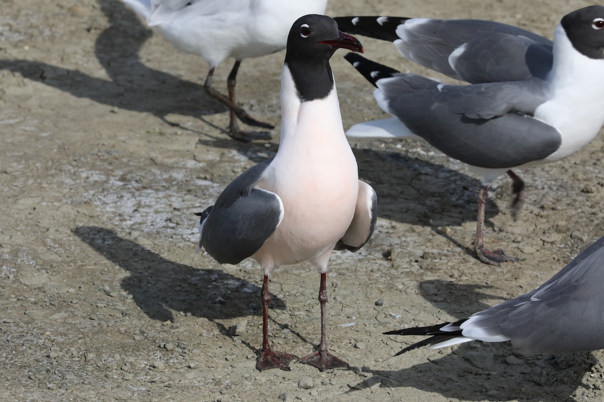 Laughing Gull - ML556709371