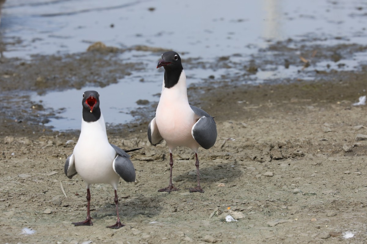 Laughing Gull - ML556709381