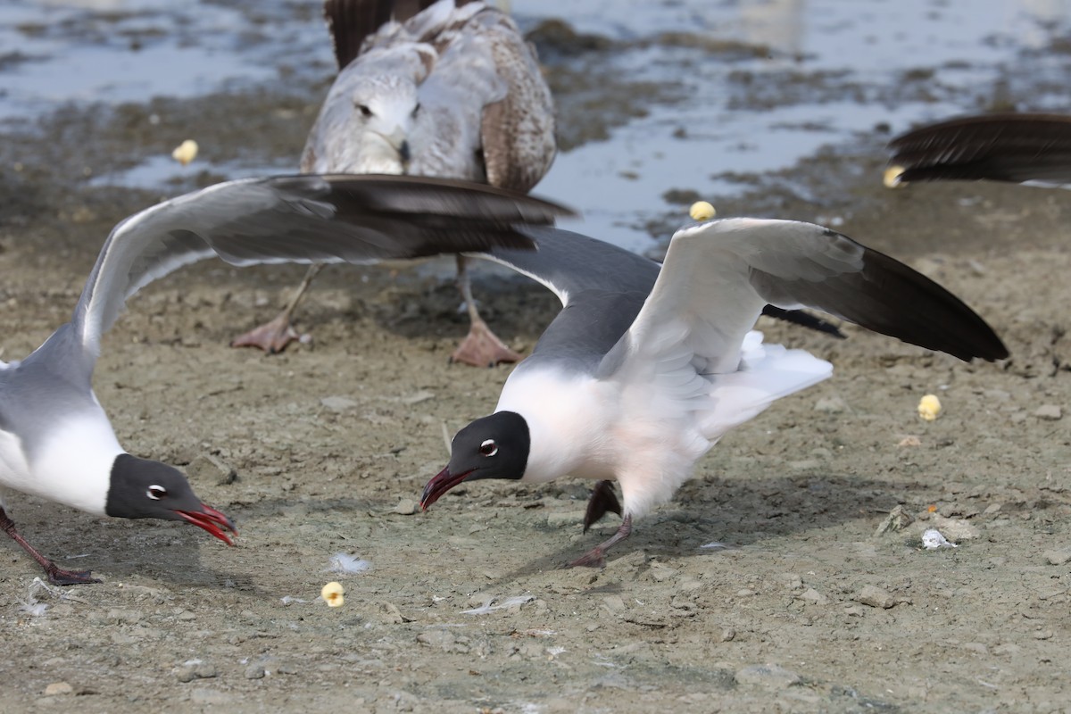 Laughing Gull - ML556709391