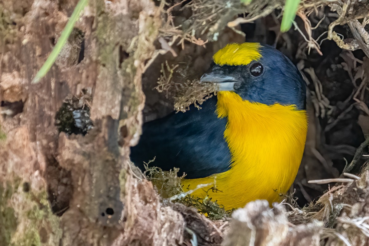 Thick-billed Euphonia - Bill Wood