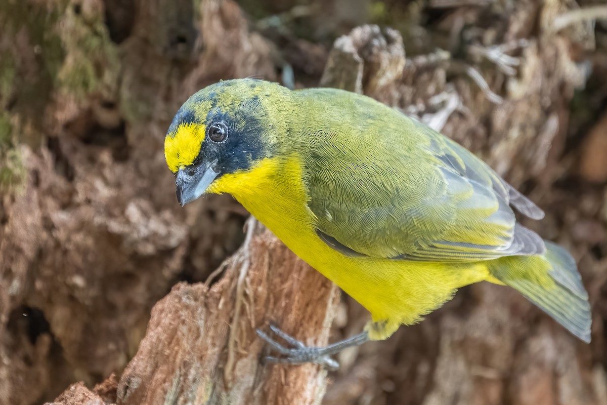 Thick-billed Euphonia - Bill Wood