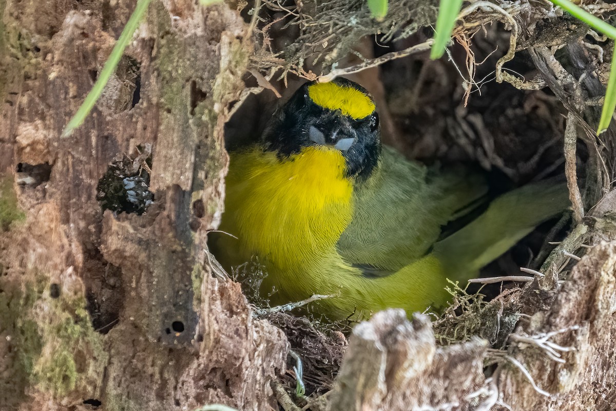 Thick-billed Euphonia - ML556709501