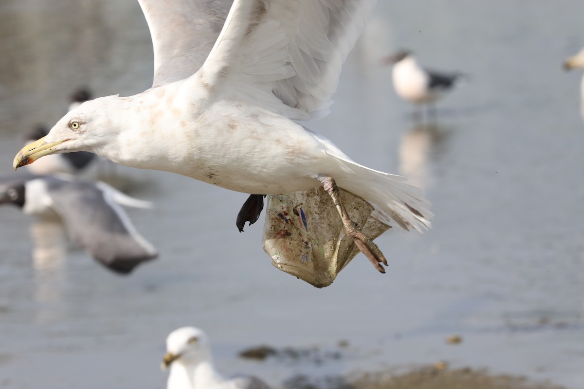 Herring Gull - ML556710381