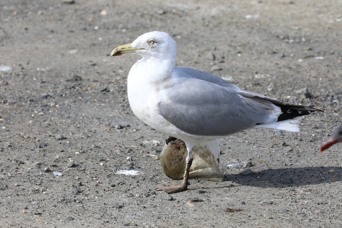 Herring Gull (American) - ML556710511