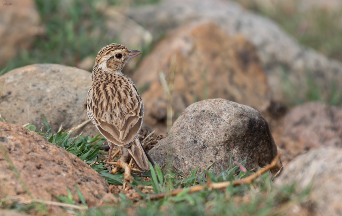 Indian Bushlark - ML556711091