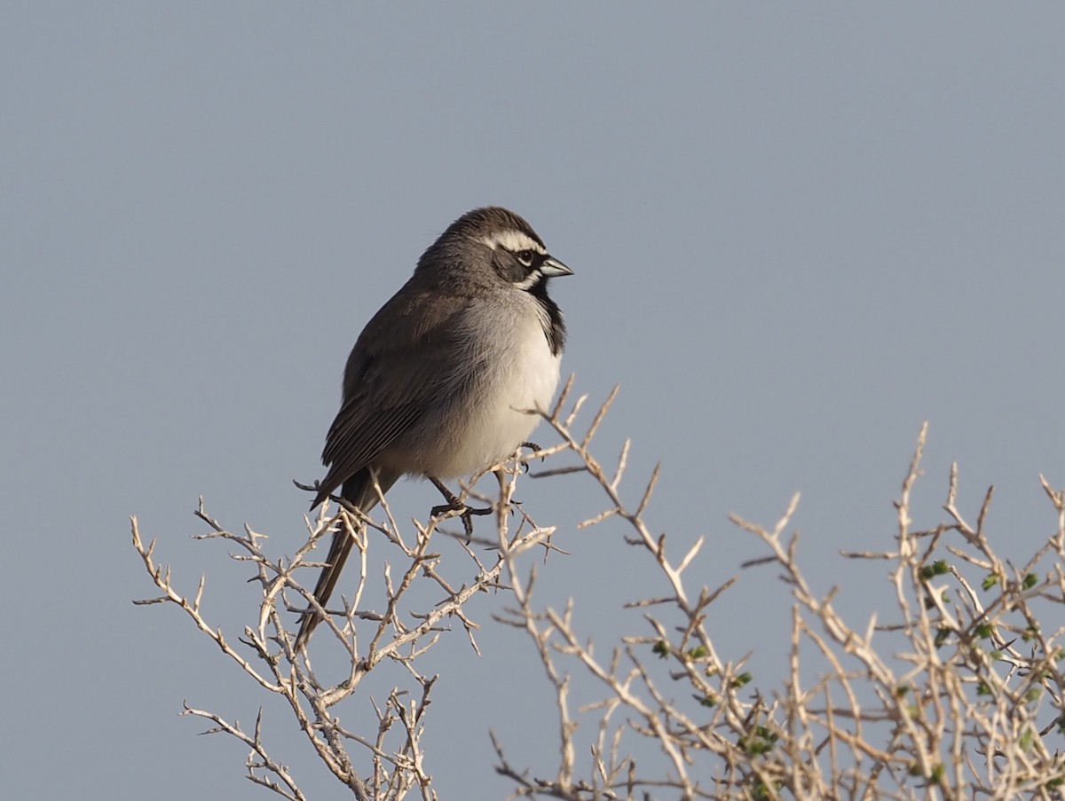 Black-throated Sparrow - ML556712551