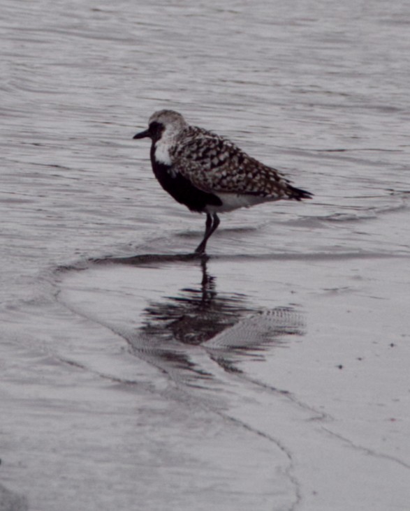 Black-bellied Plover - Steve Taylor