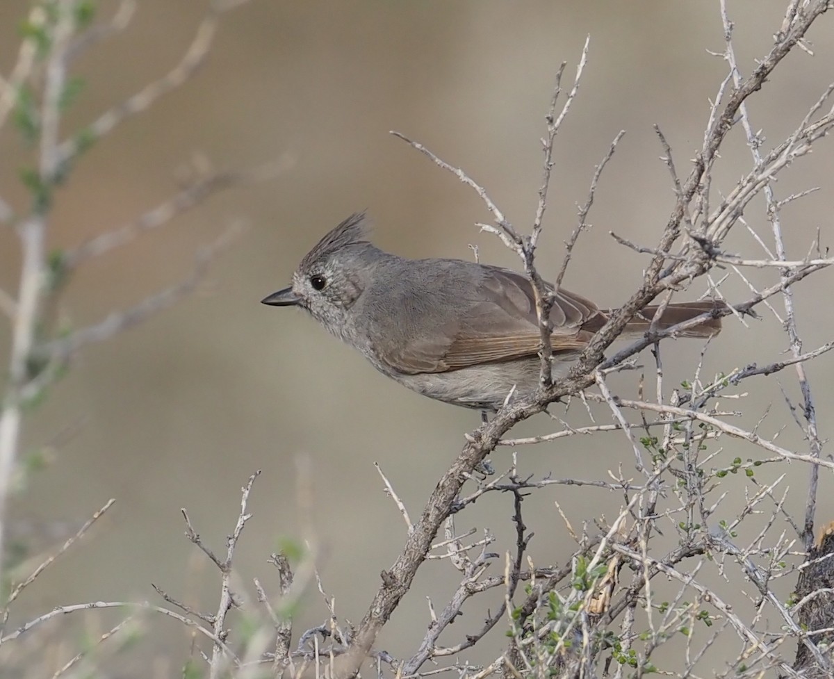 Juniper Titmouse - ML556712911