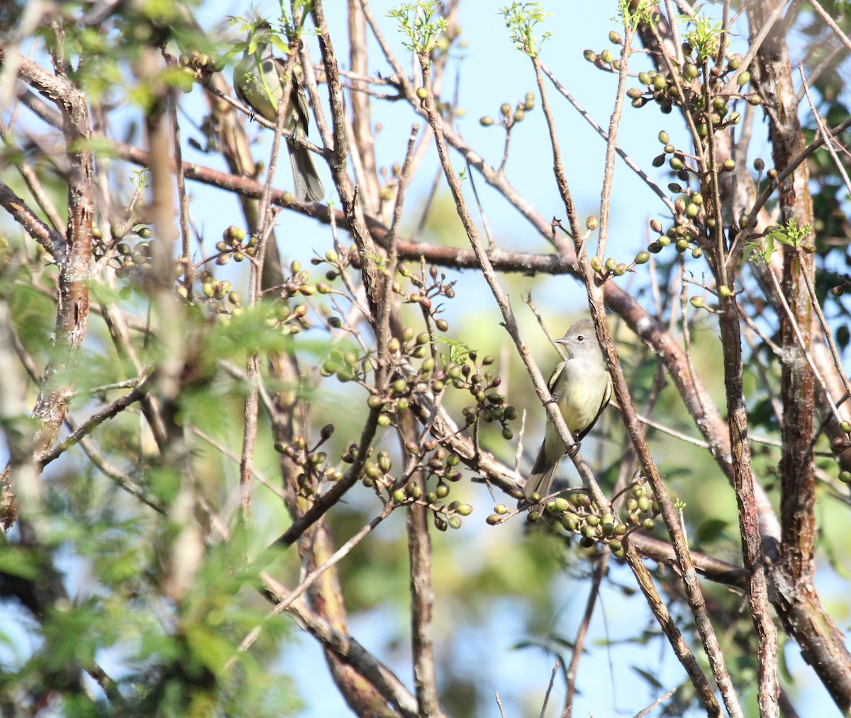 Fiofío Ventriamarillo - ML556713011