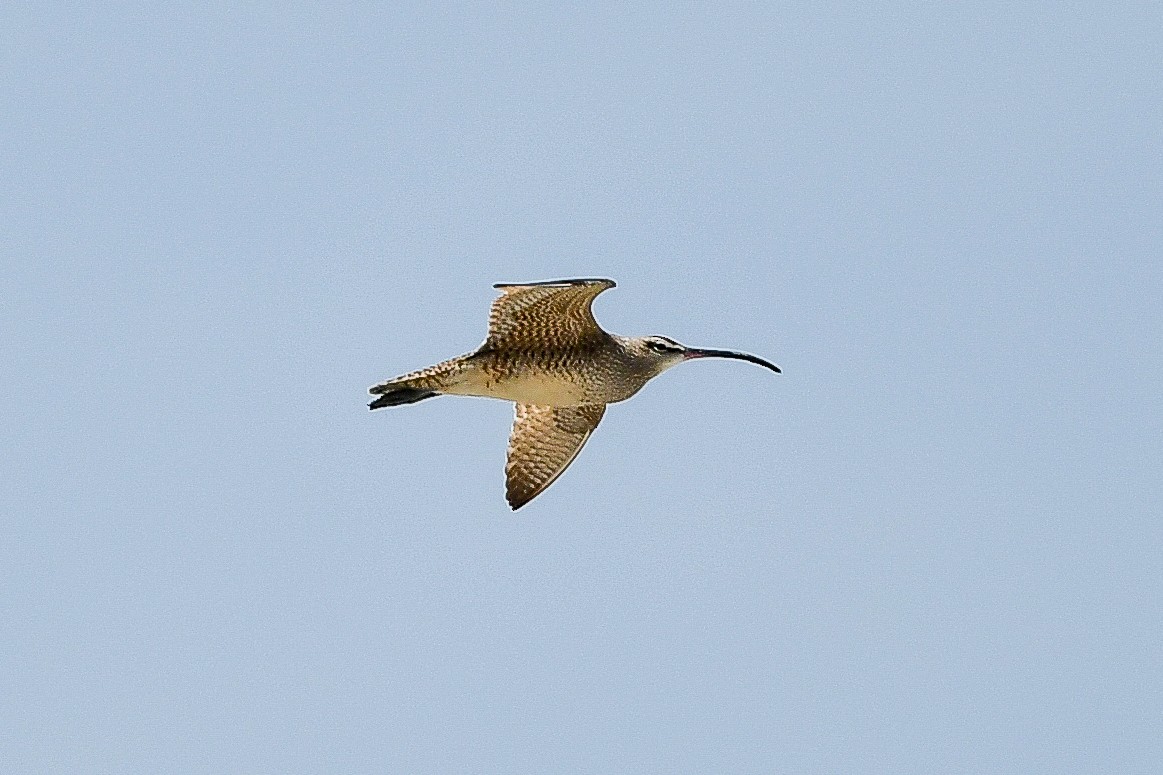 Whimbrel (Hudsonian) - ML556713221