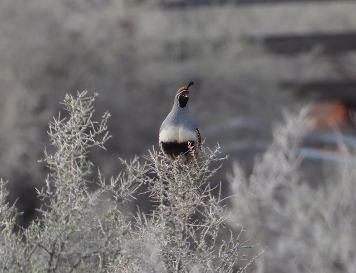 Gambel's Quail - ML556713391