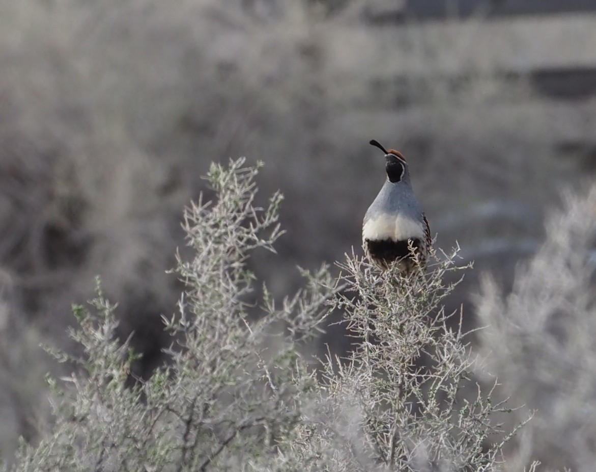 Gambel's Quail - ML556713441