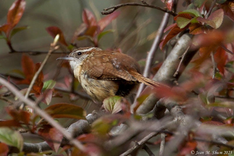 Carolina Wren - ML556713971