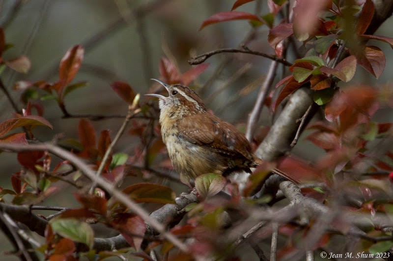 Carolina Wren - Anonymous