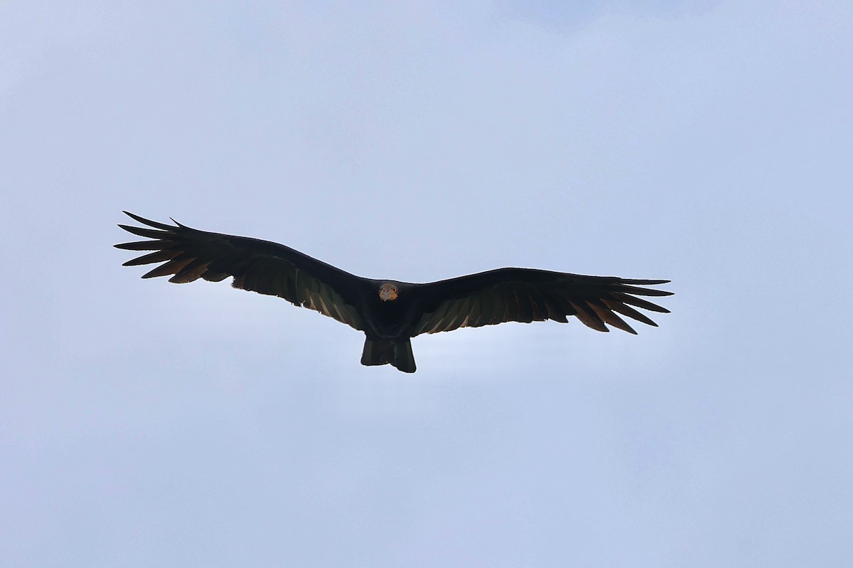 Greater Yellow-headed Vulture - ML556714071