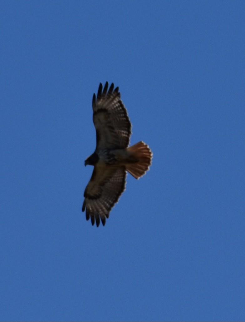 Red-tailed Hawk - ML556714311