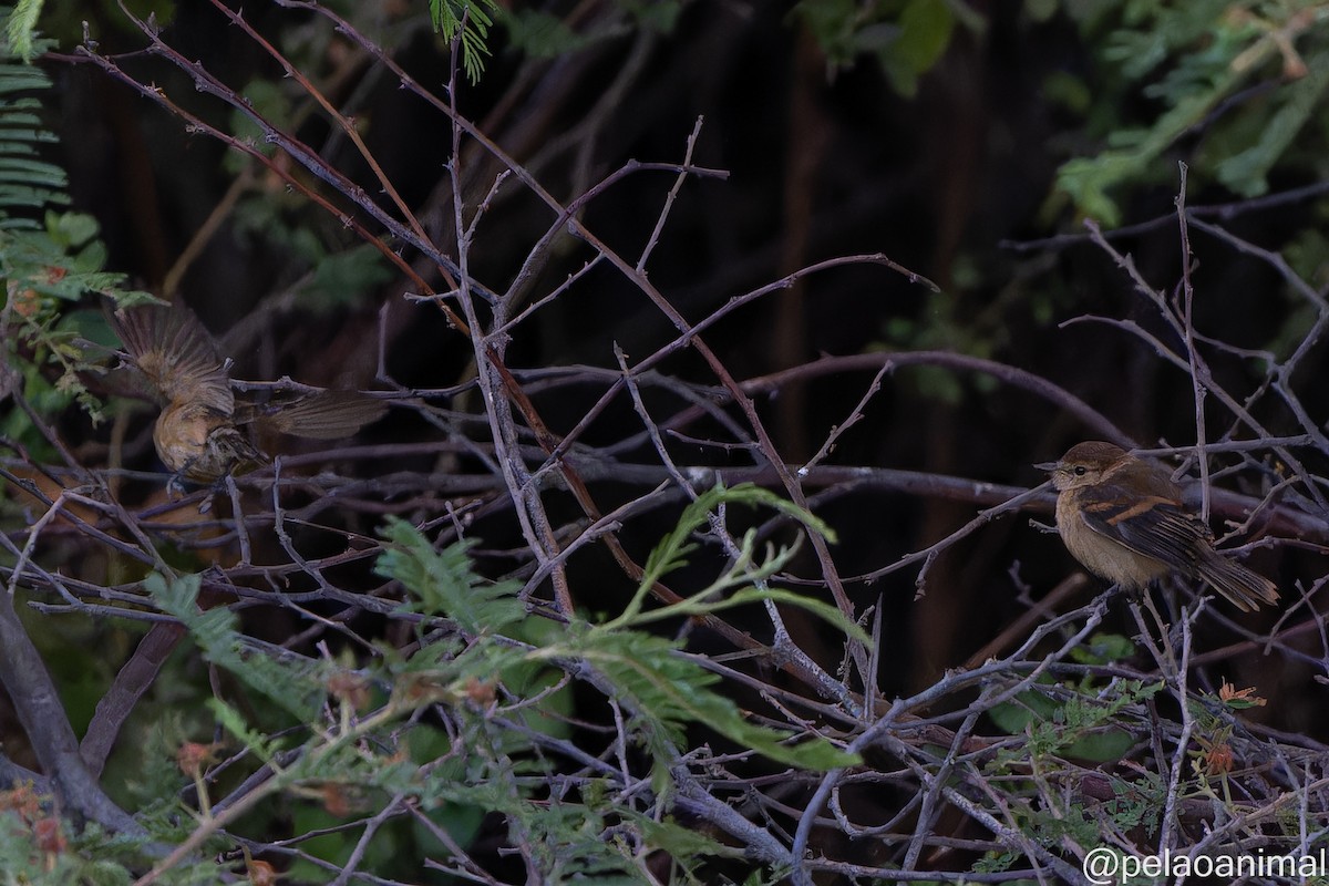 Rufescent Flycatcher - ML556714881