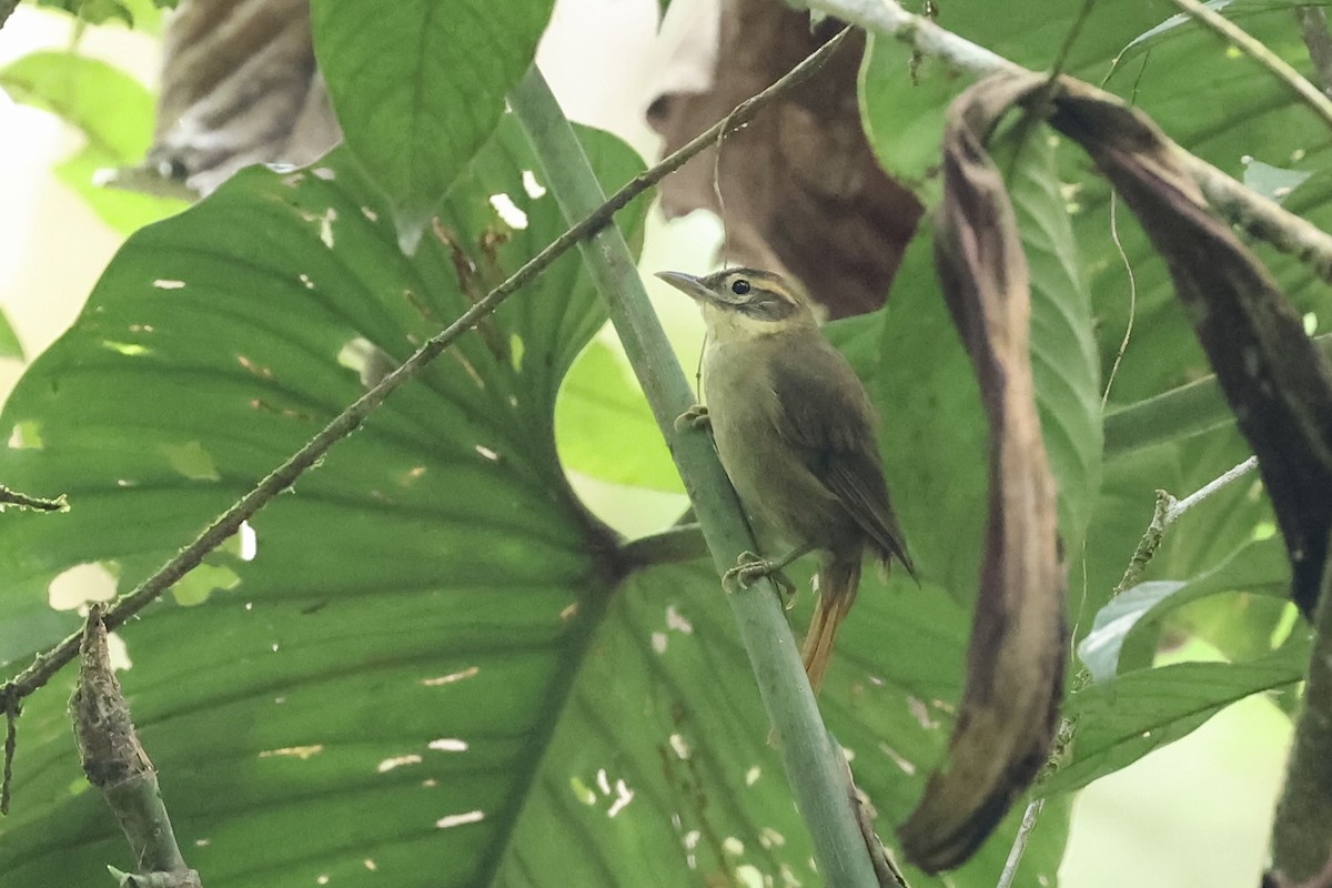 Rufous-tailed Foliage-gleaner - ML556714981