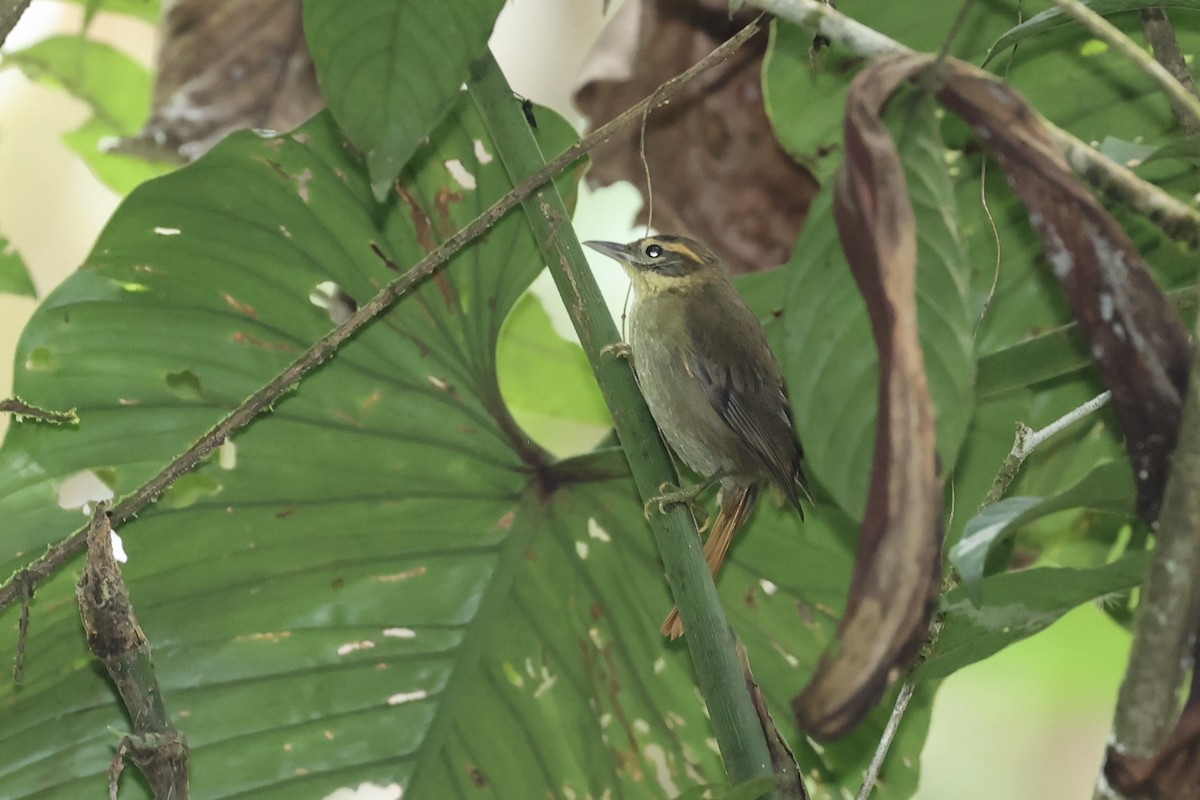 Rufous-tailed Foliage-gleaner - ML556714991