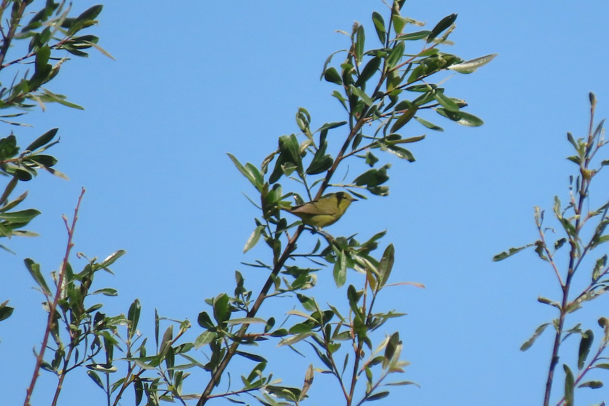 Orange-crowned Warbler (lutescens) - ML556715921