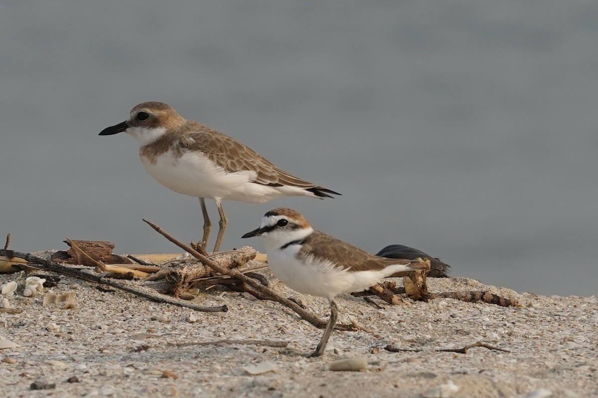 Kentish Plover - ML556716661