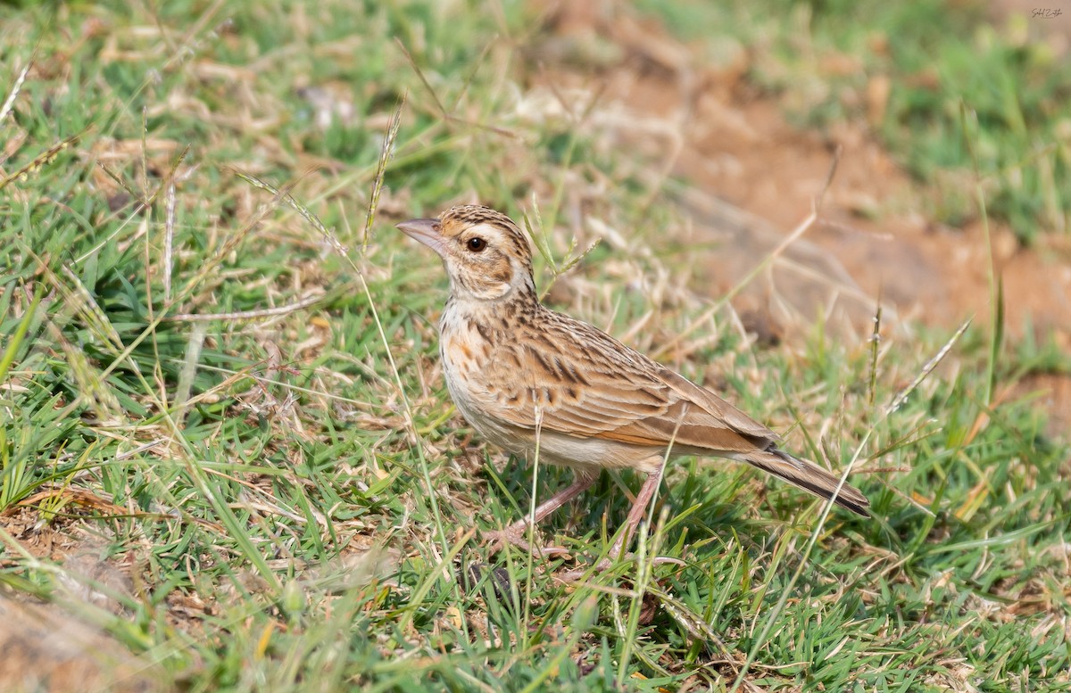 Indian Bushlark - ML556717071