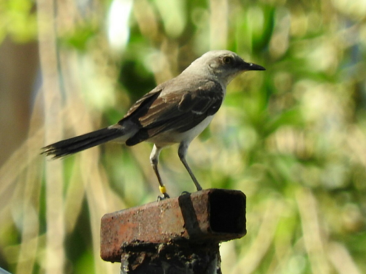 Tropical Mockingbird (Southern) - Enrique Chiurla