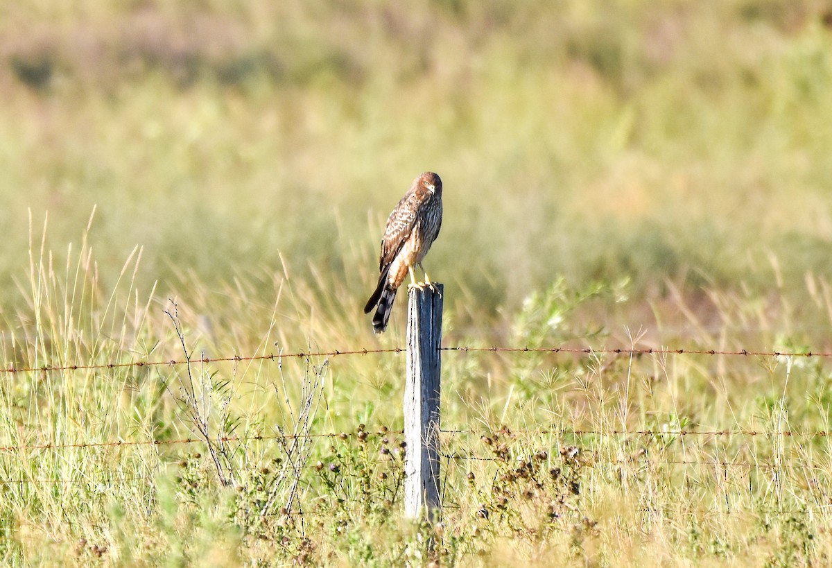 Spotted Harrier - ML556717691