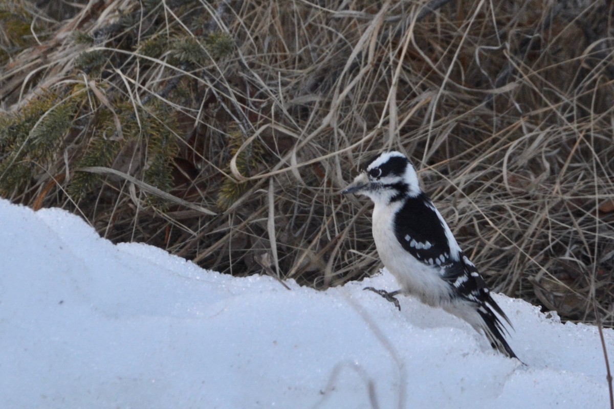 Downy Woodpecker - ML556717951