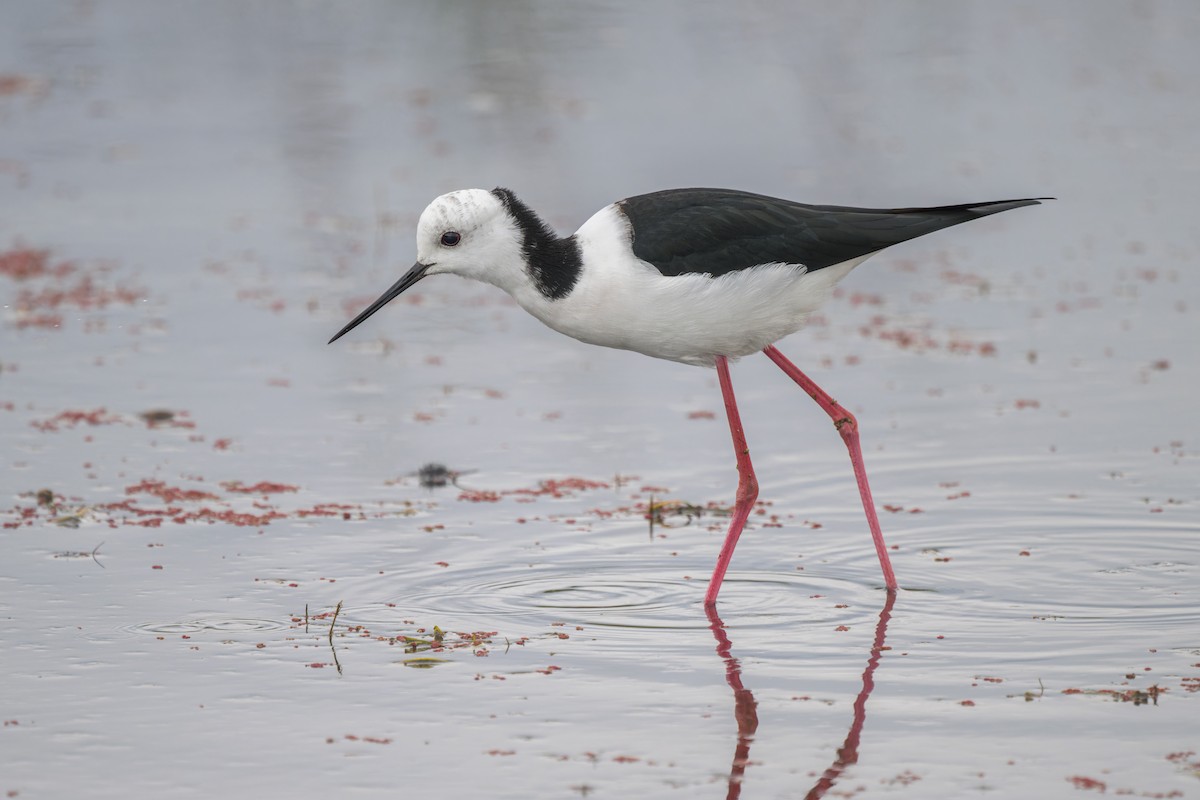 Pied Stilt - ML556718781