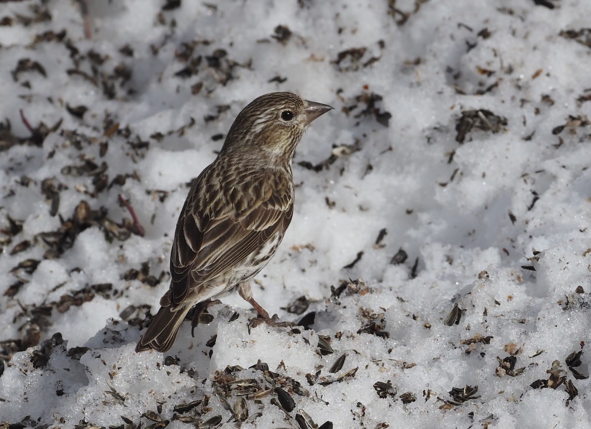 Cassin's Finch - ML556719261