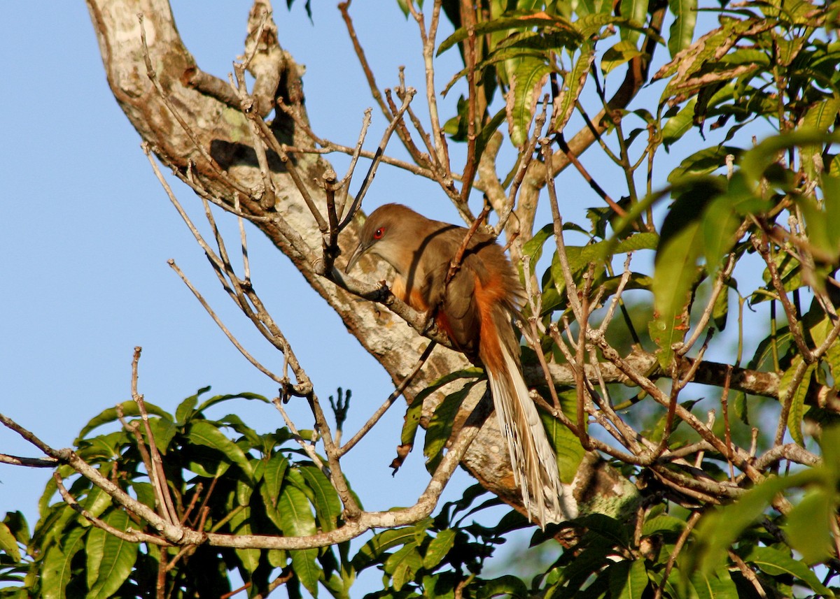 Great Lizard-Cuckoo (Cuban) - ML556720271