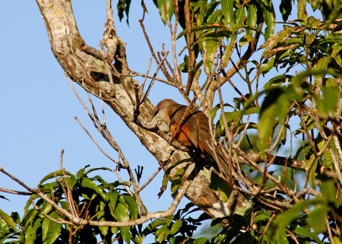 Great Lizard-Cuckoo (Cuban) - ML556720291