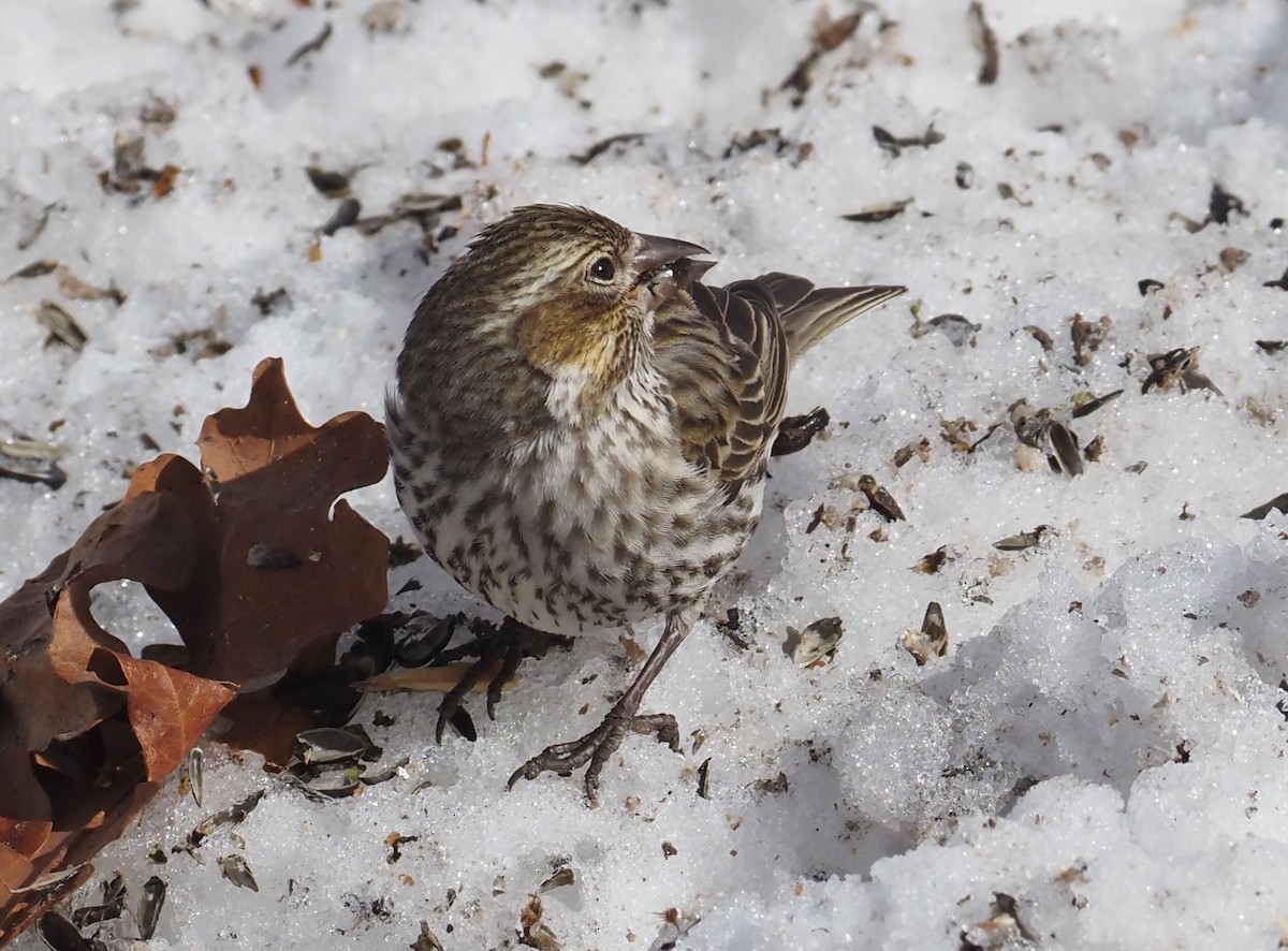 Cassin's Finch - ML556720451