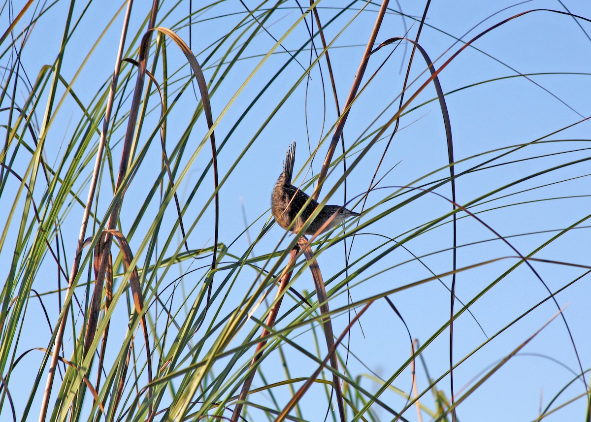 Cucarachero de Zapata - ML556720571