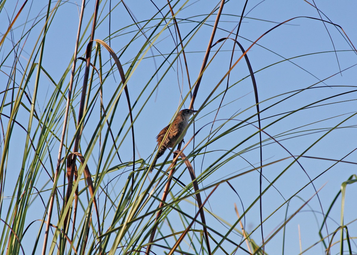 Cucarachero de Zapata - ML556720581