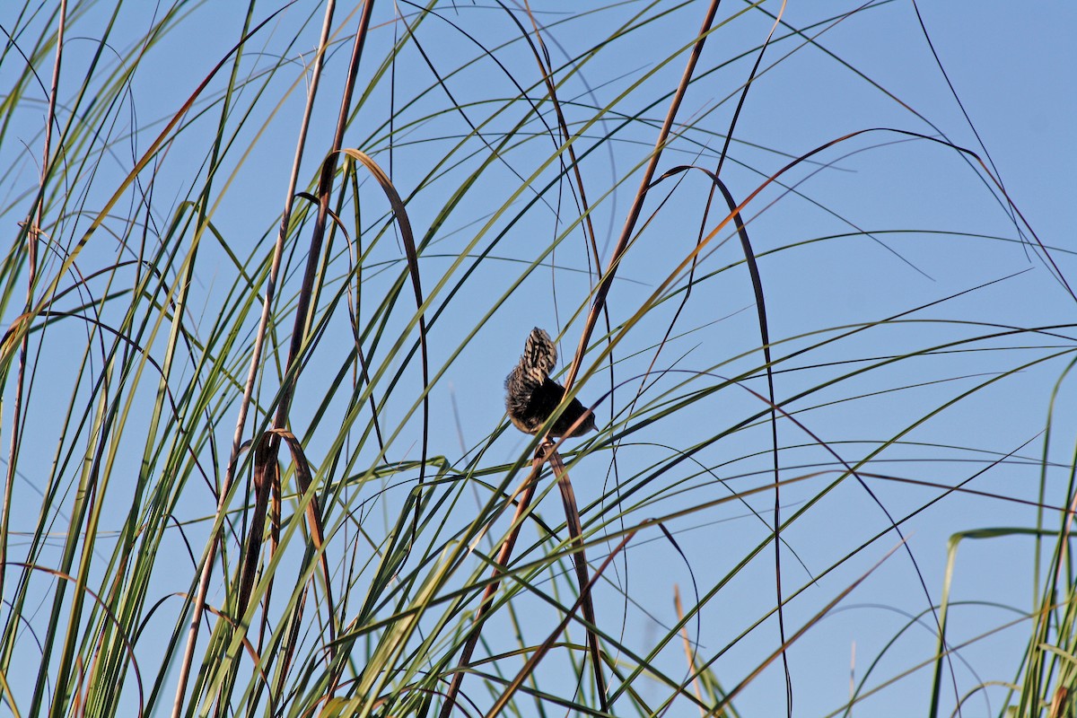 Cucarachero de Zapata - ML556720591