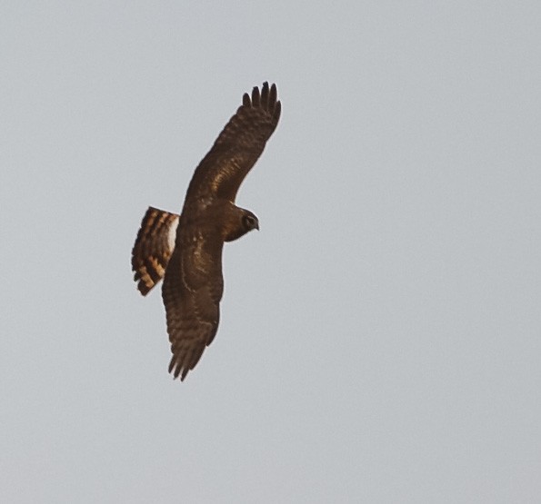 Northern Harrier - Anonymous