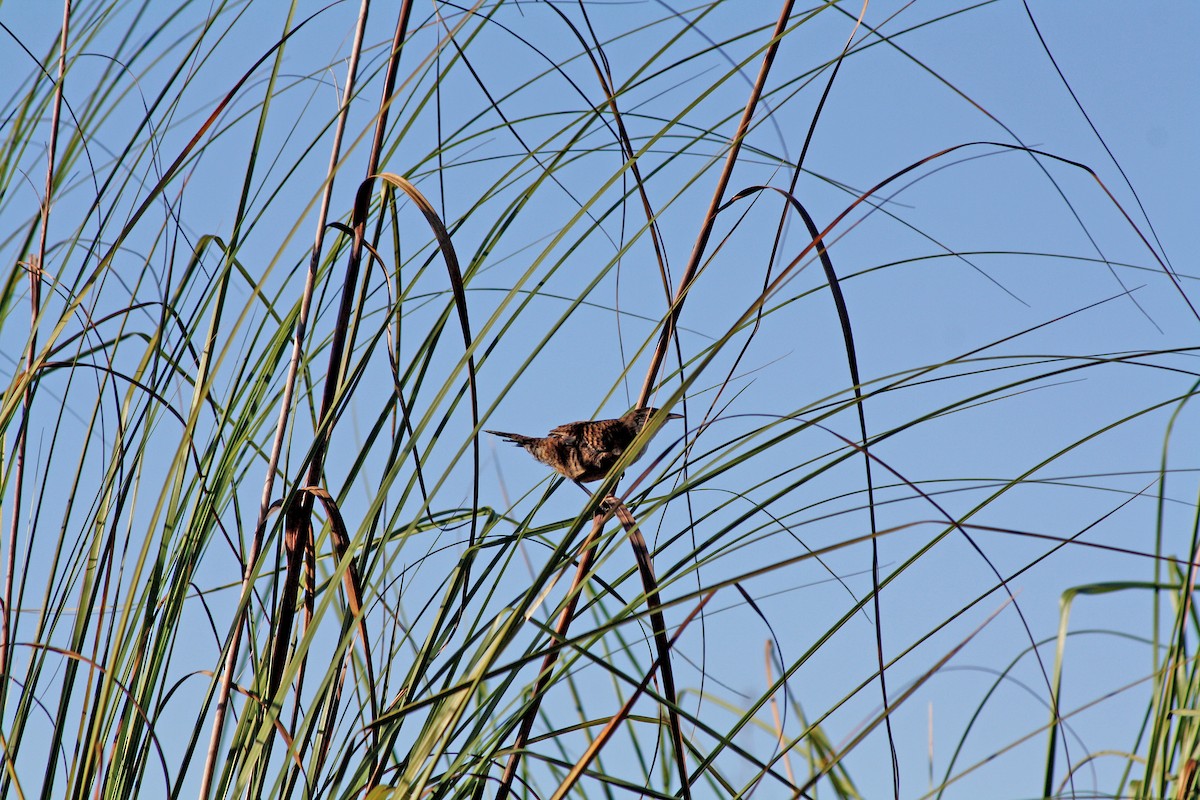 Cucarachero de Zapata - ML556720631